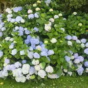 Las hortensias pueden cambiar de color según el sustrato con el que se nutran