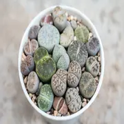 De formas y colores increíbles, los lithops se camuflan con el reino mineral.