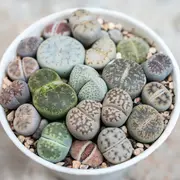 De formas y colores increíbles, los lithops se camuflan con el reino mineral.
