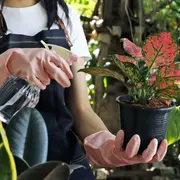 Para cuidar tus plantas es necesario que cuenten con suelos bien drenados y la luz justa y necesaria.