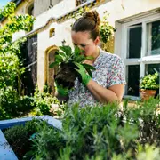De bajo costo y mantenimiento, estas cinco plantas te van a ayudar a diseñar el espacio fresco y colorido que estás necesitando.