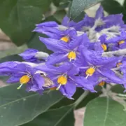 Entre agosto y marzo, el fumo bravo florece y es un espectáculo.