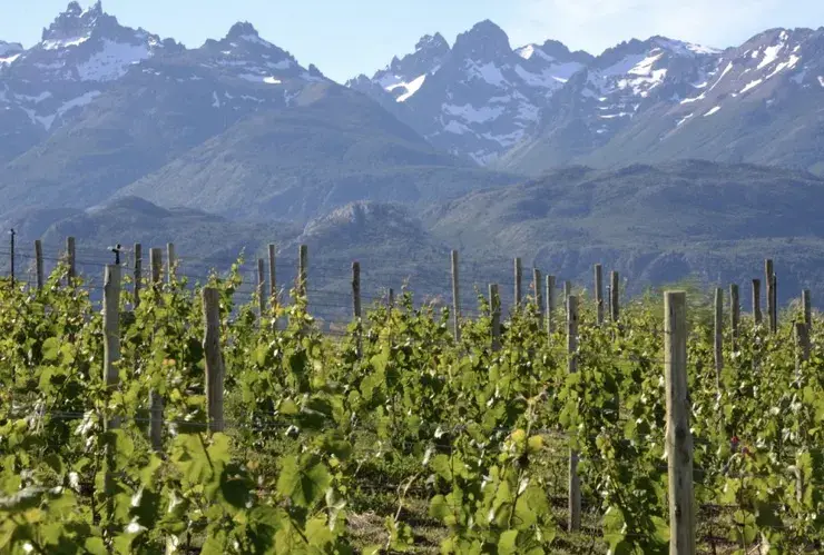 La Patagonia tiene su ruta del vino.