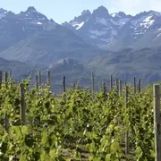 La Patagonia tiene su ruta del vino.