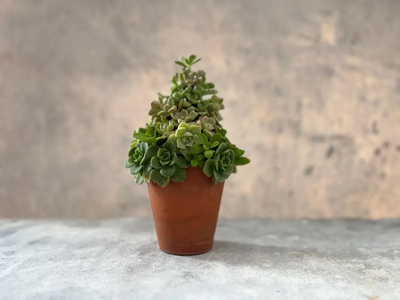 Cómo hacer un árbol de Navidad con suculentas