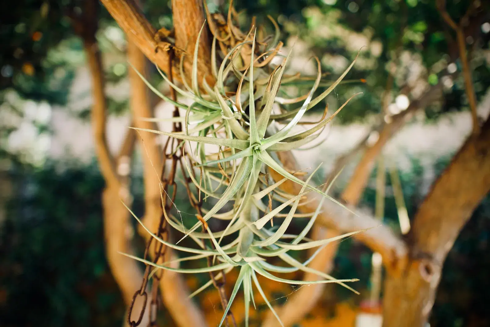 Pasar el clavel del aire de un florero en casa a un árbol del jardín, puede ser un viaje sin retorno.