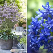 Tener un jardín con flores violetas hará que tu casa se vea más elegante