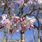El árbol del cerezo es ideal para plantar en tu hogar