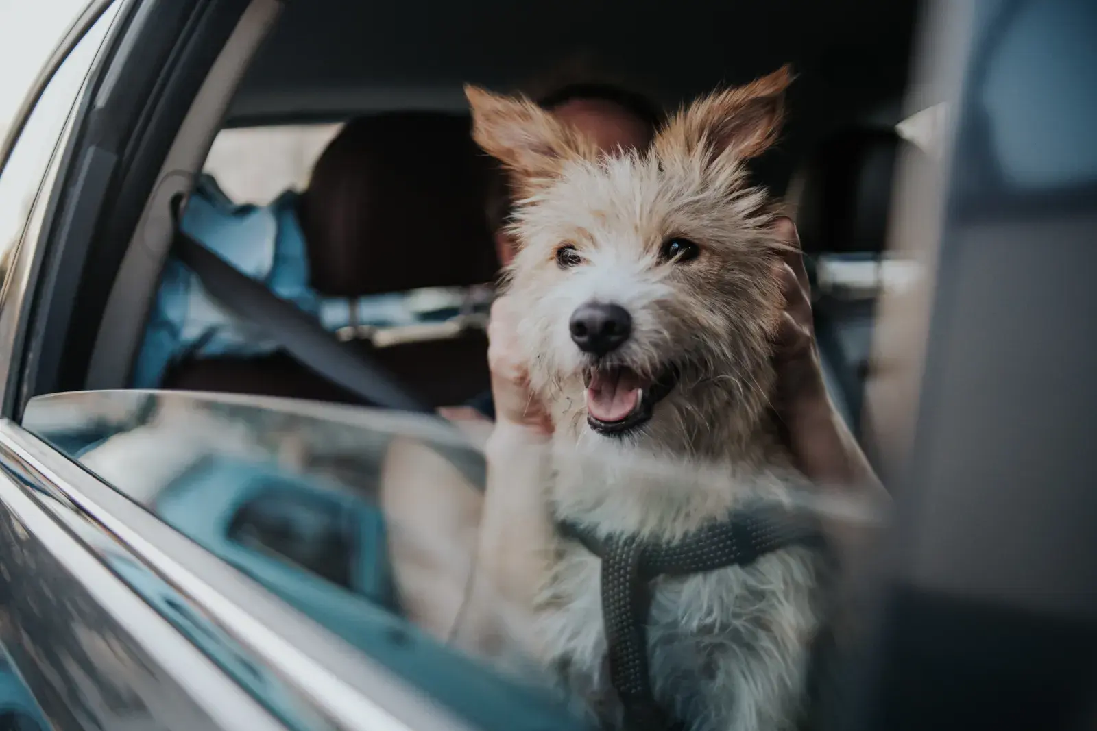 Un perro mirando por la ventanilla de un auto.