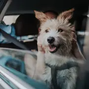 Un perro mirando por la ventanilla de un auto.
