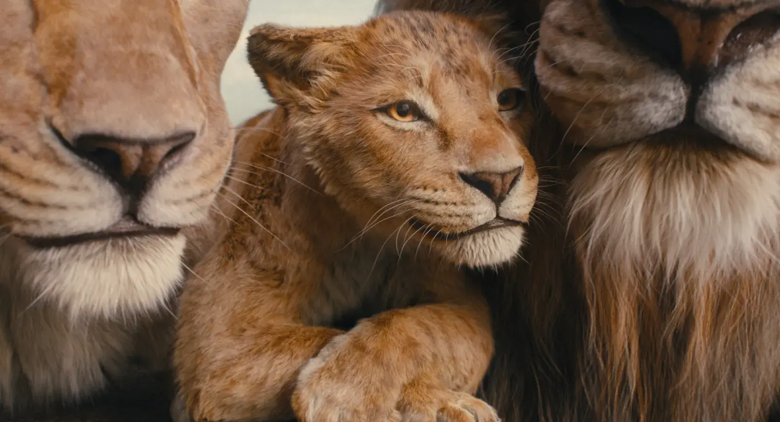 Foto de Mufasa: El Rey León