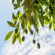 Cómo cultivar un árbol de palta en tu patio