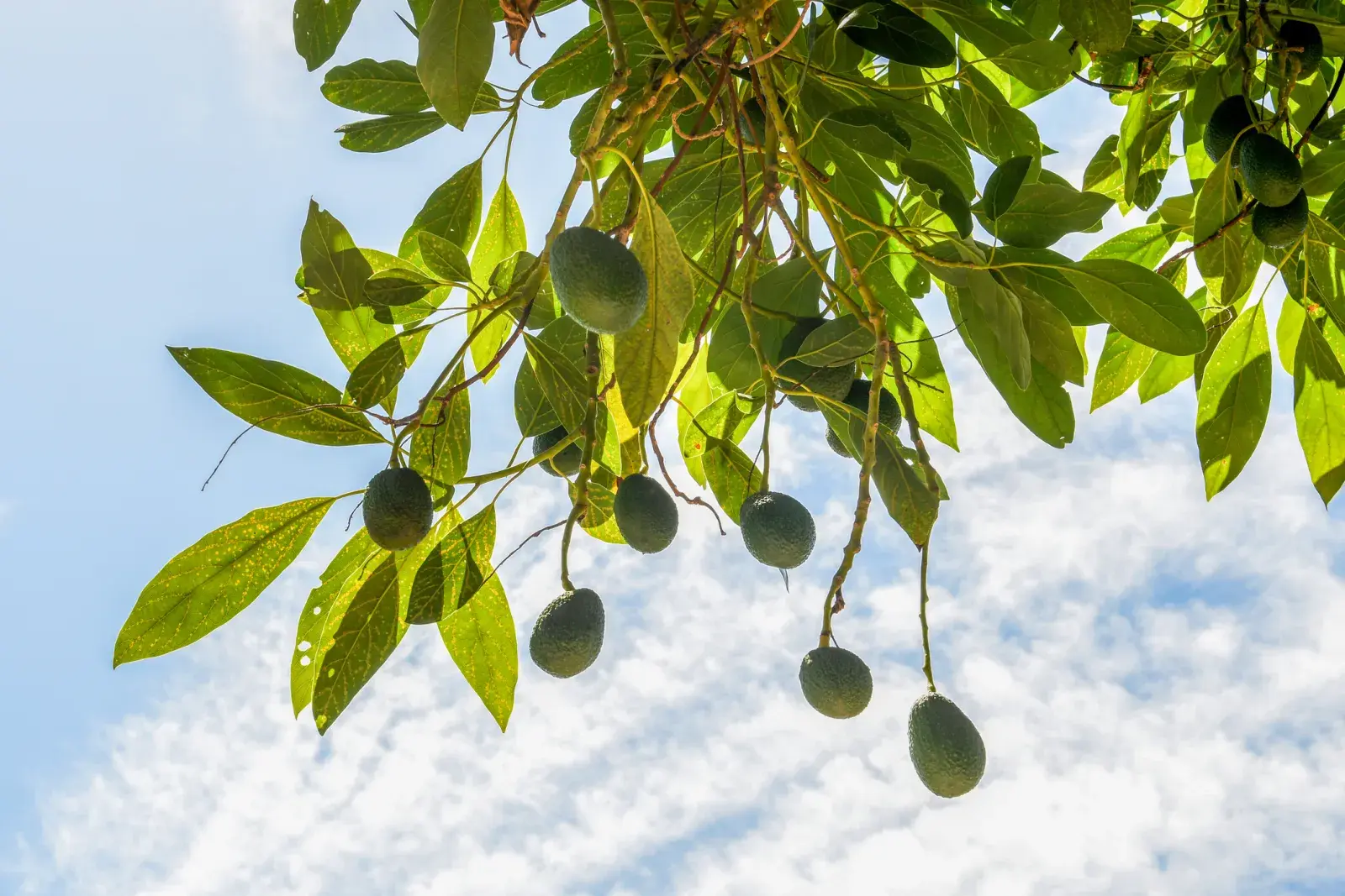 Cómo cultivar un árbol de palta en tu patio