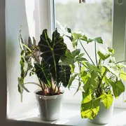 El feng shui da una guía de cuáles plantas tener en casa y cuáles no.