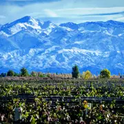 Viñedos y la cordillera de los Andes