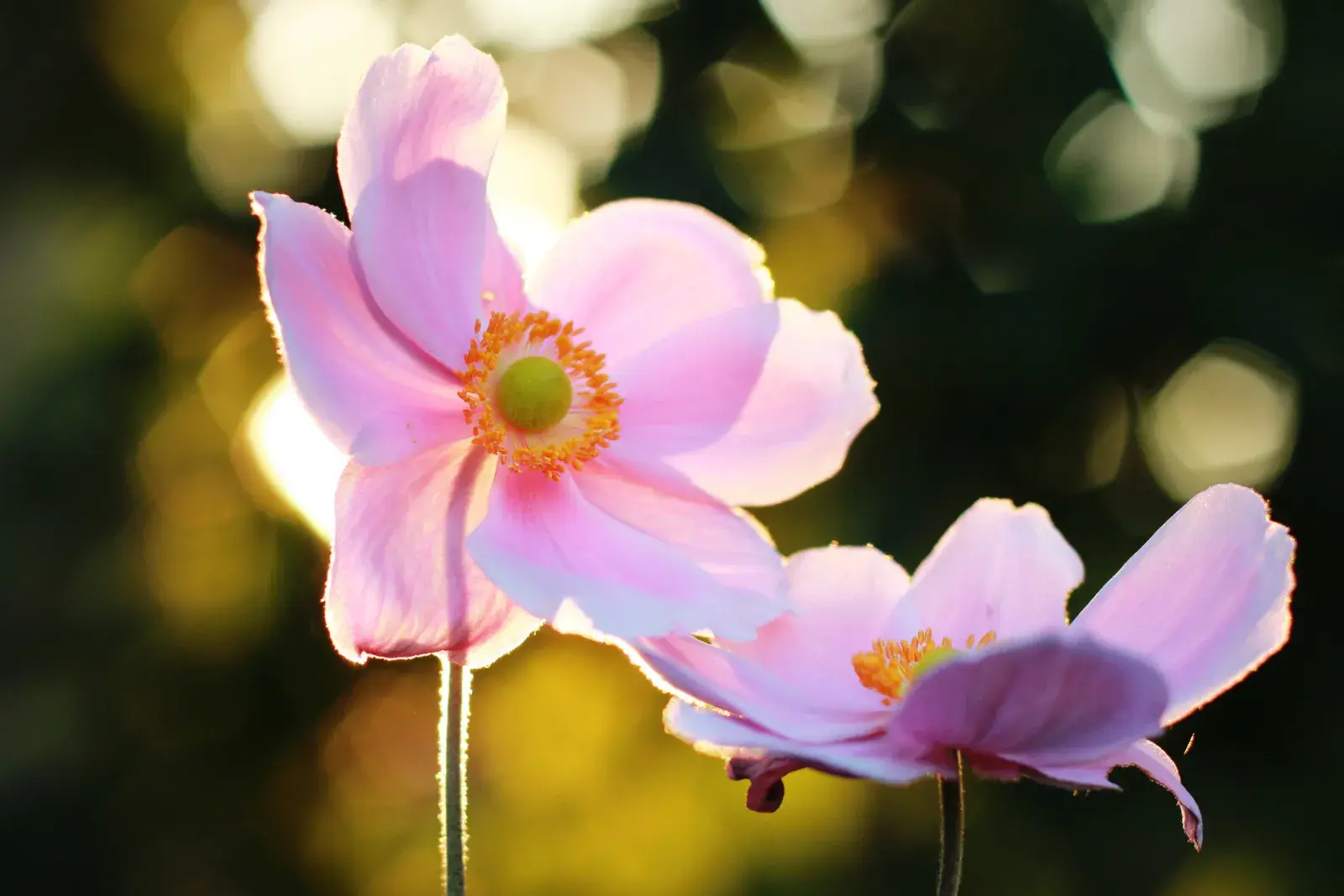 Anémonas, una de las flores ideales para el invierno.