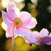 Anémonas, una de las flores ideales para el invierno.