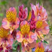 Astromelias, una de las flores ideales para el invierno.