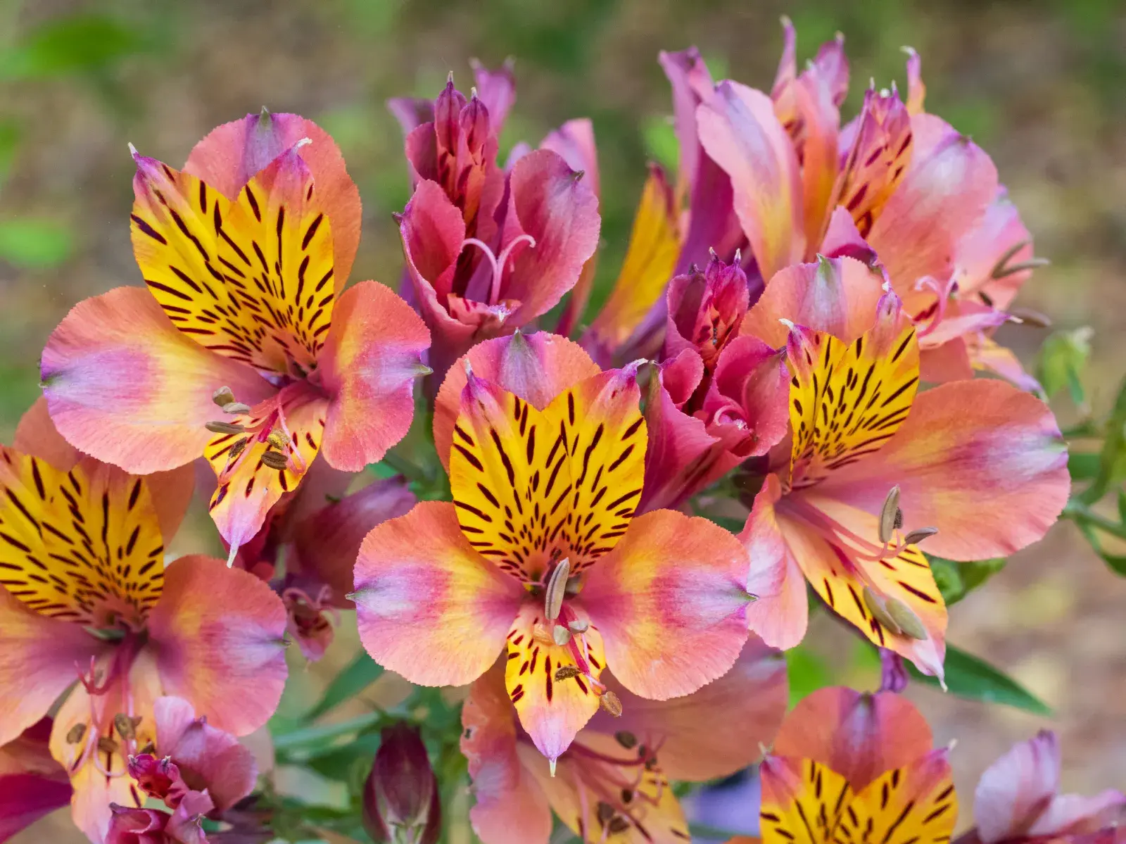 Astromelias, una de las flores ideales para el invierno.