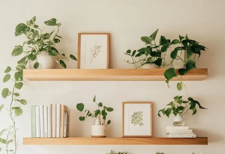 5 plantas de interior que casi no necesitan cuidados y quedan bien en muebles altos