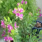 Polígala, la planta de muchas flores y fácil de cuidar.