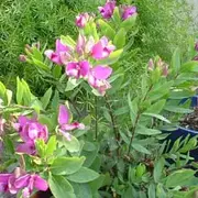 Polígala, la planta de muchas flores y fácil de cuidar.