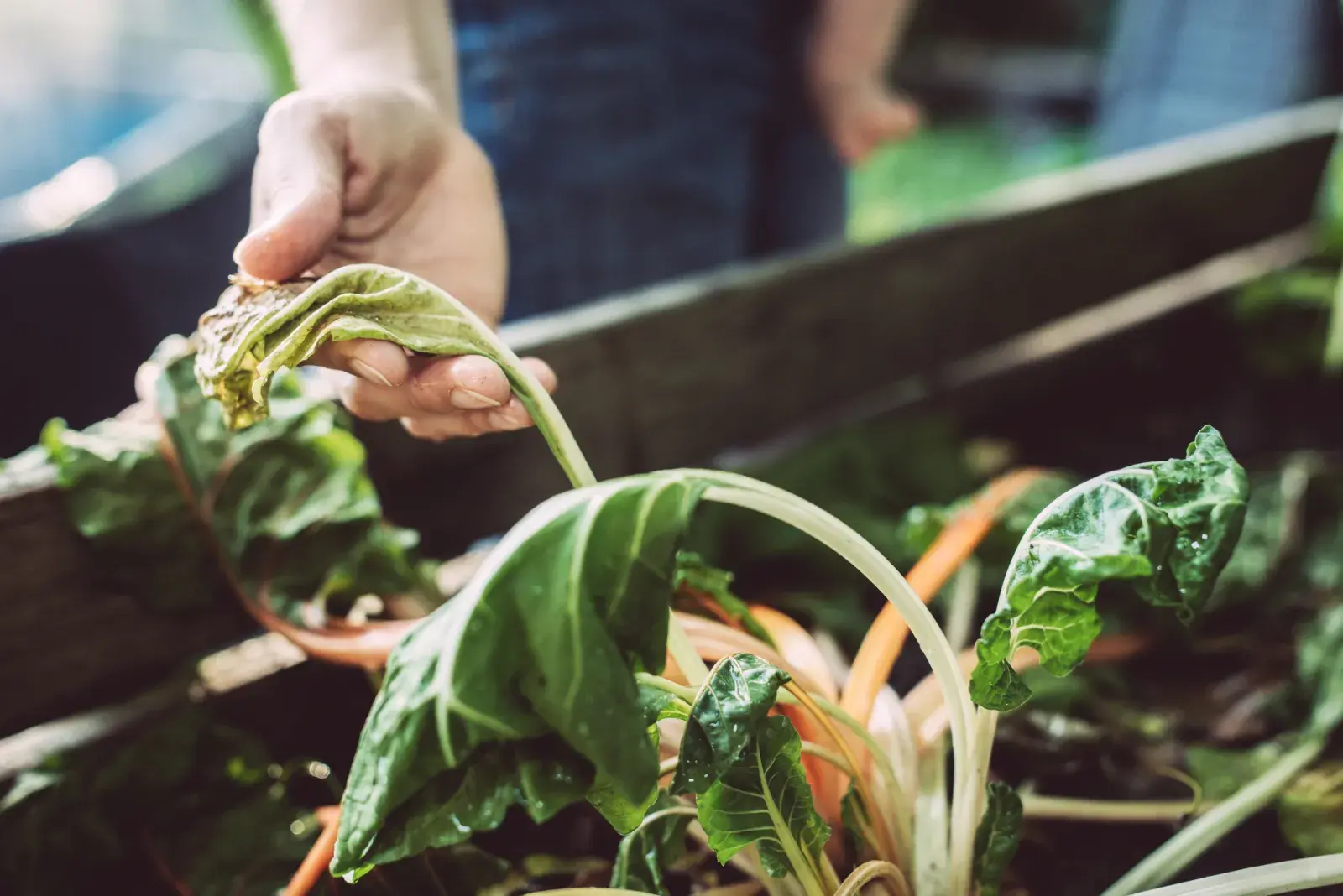 La sequía es una preocupación en el Día Mundial del Medioambiente