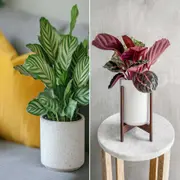 Las plantas de interior son especies que están acostumbradas a crecer en ambientes cálidos y tibios