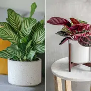 Las plantas de interior son especies que están acostumbradas a crecer en ambientes cálidos y tibios