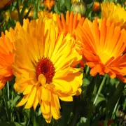 La planta que es ideal para balcones, florece todo el año y es de bajo mantenimiento.