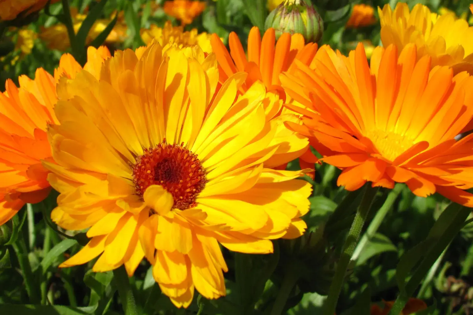 La planta que es ideal para balcones, florece todo el año y es de bajo mantenimiento.