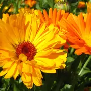 La planta que es ideal para balcones, florece todo el año y es de bajo mantenimiento.