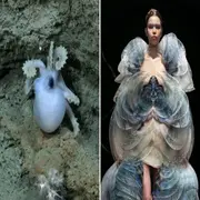 Streaming del Conicet desde el fondo del mar: la comparación de especies con looks de desfiles que es viral.