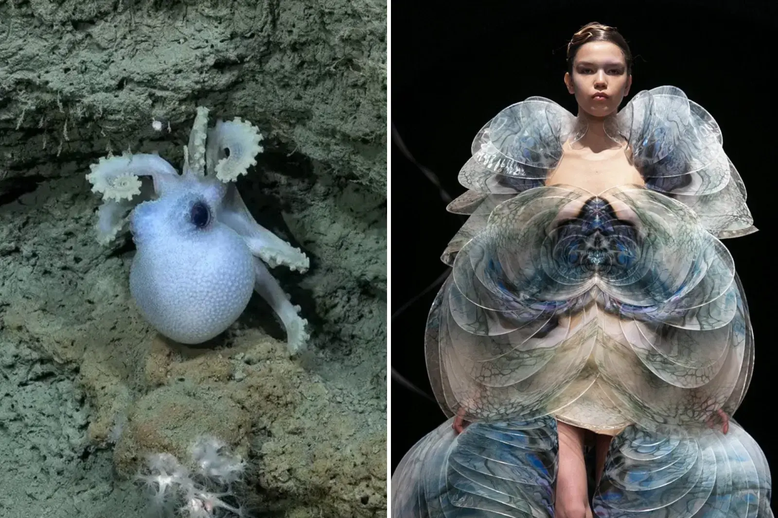 Streaming del Conicet desde el fondo del mar: la comparación de especies con looks de desfiles que es viral.