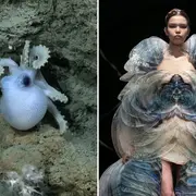 Streaming del Conicet desde el fondo del mar: la comparación de especies con looks de desfiles que es viral.