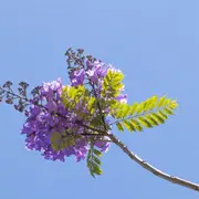 jacarandá
