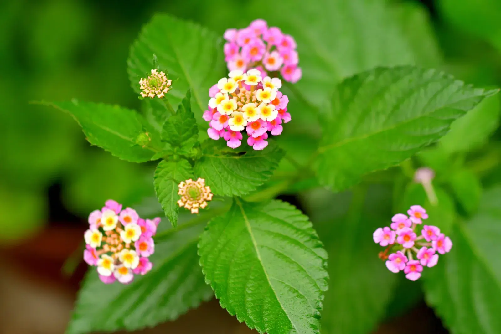 Lantana, la flor que cambia de color en invierno y resiste todo.