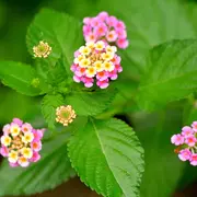Lantana, la flor que cambia de color en invierno y resiste todo.