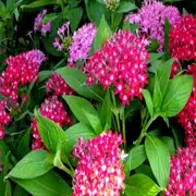 Basta del frío: las plantas que dan flores todo el año.