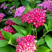 Basta del frío: las plantas que dan flores todo el año.