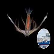 Foto de transmisión del CONICET.