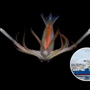 Foto de transmisión del CONICET.