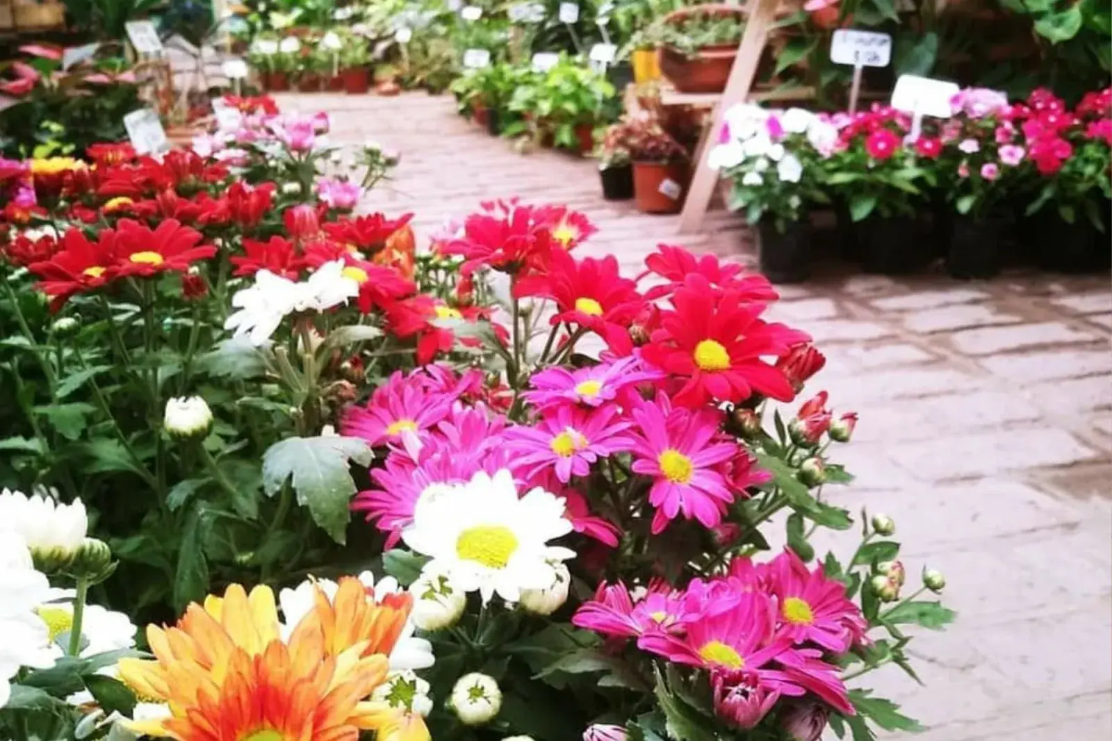 Dónde comprar plantas de interior baratas en CABA: viveros recomendados en el barrio de Flores