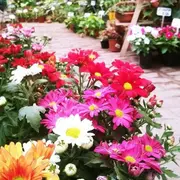 Dónde comprar plantas de interior baratas en CABA: viveros recomendados en el barrio de Flores