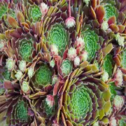 Para qué sirve la planta siempre viva y cómo se llama en la Argentina.