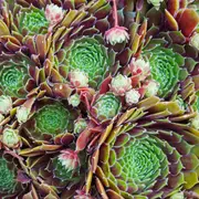 Para qué sirve la planta siempre viva y cómo se llama en la Argentina.