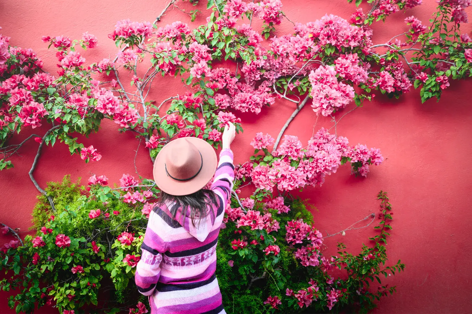 Foto de planta Santa Rita.