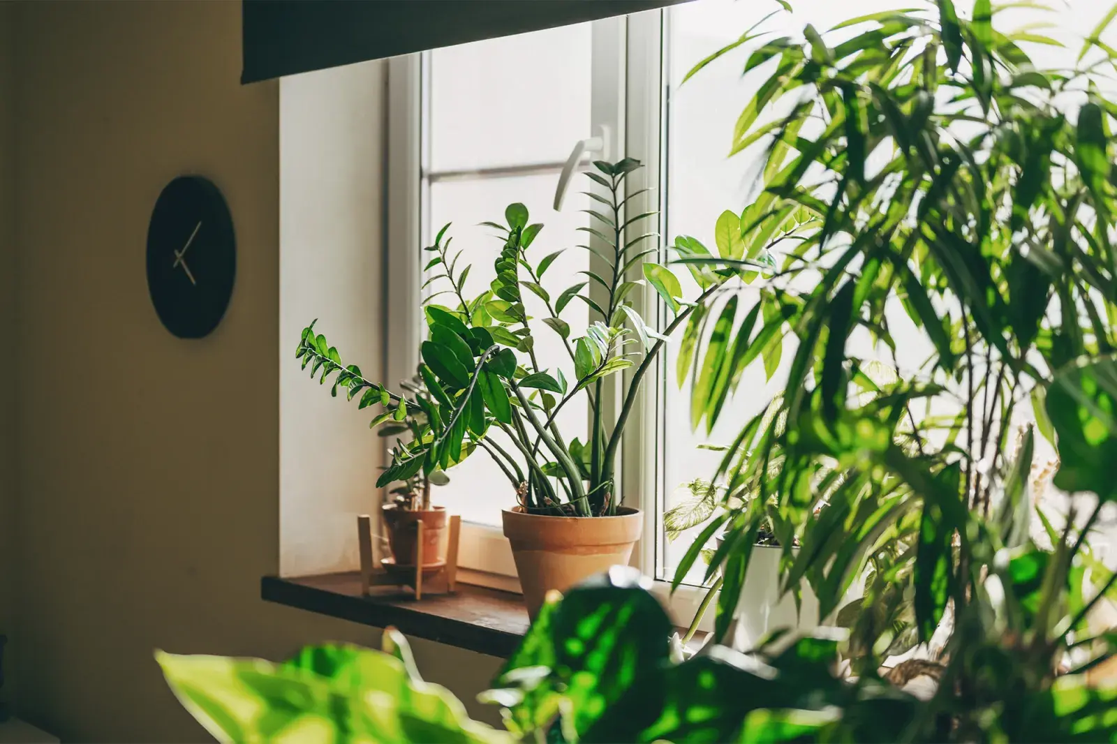 Foto de plantas de interior.