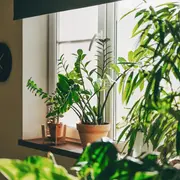 Foto de plantas de interior.