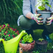 8 ideas: qué plantar en septiembre para recibir el verano.